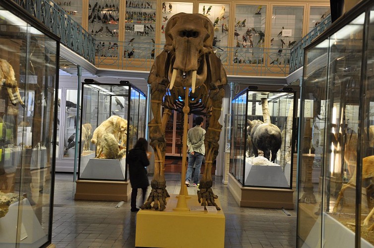 Lille Musée d'histoire naturelle