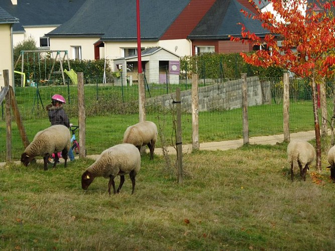 zone d'éco pâturage - moutons solognot