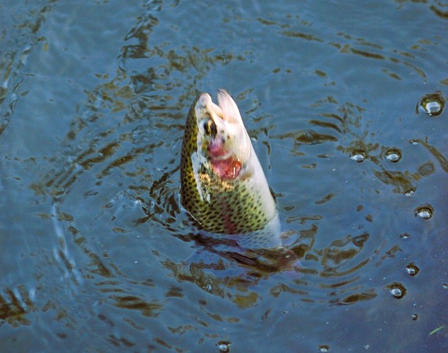 Pêche à la truite du moulin hubeau