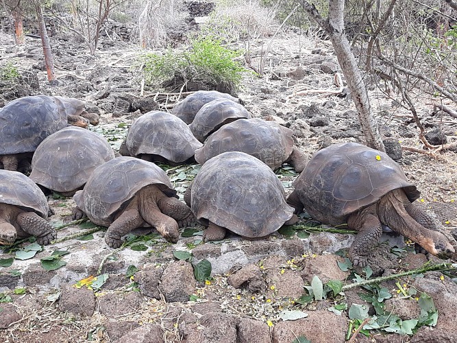 Station scientifique Charles Darwin
