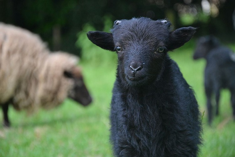 Chambres d'hôtes Rêves et nature
