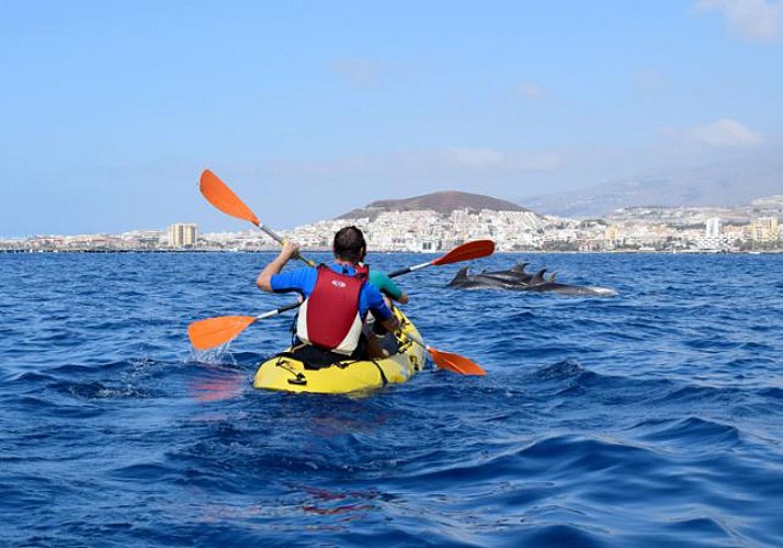 Kayak avec les dauphins & Nage avec les tortues - Tenerife