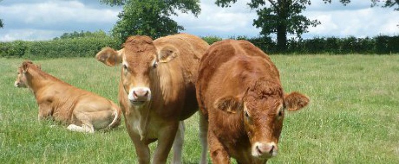 FERME DU COU CHAPON - VIANDE LIMOUSINE