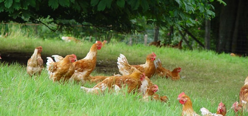 FERME DU CHATAÎGNIER - VIANDE ET VOLAILLE