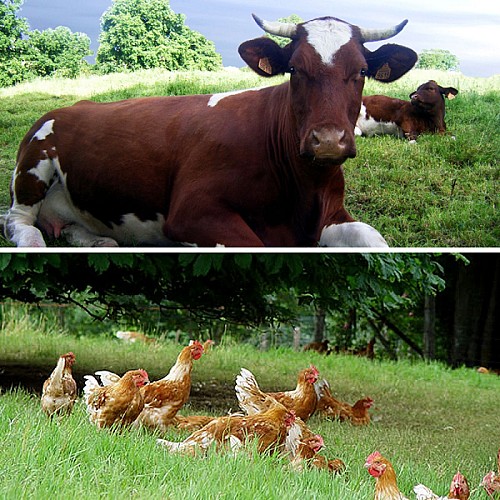 FERME DU CHATAÎGNIER - VIANDE ET VOLAILLE