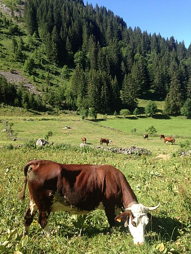 Alpage de Barbossine