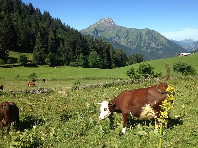 Alpage de Barbossine