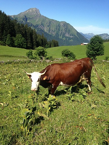 Alpage de Barbossine