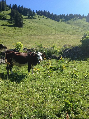 Alpage de Barbossine