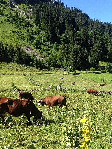 Alpage de Barbossine