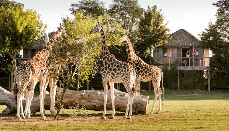 AFRICA LODGES - ZOO DE LA BOISSIÈRE DU DORÉ