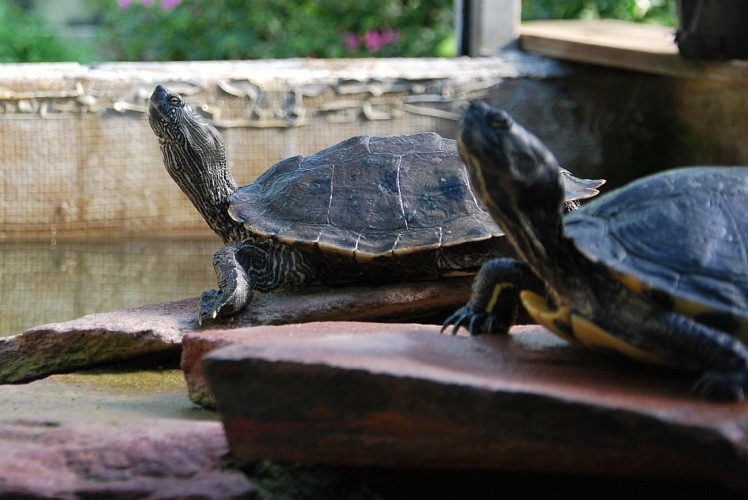 Tropicarium Bonsaï