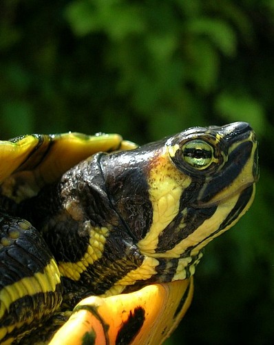 Tropicarium Bonsaï