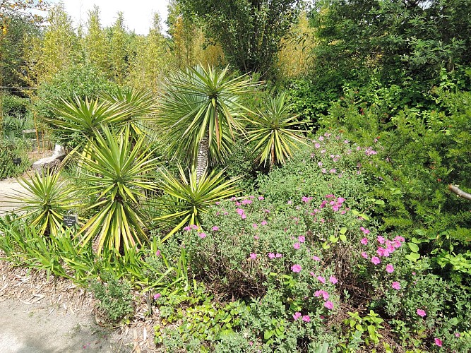 Tropicarium Bonsaï