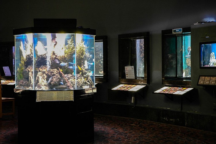 Aquarium-Museum - Liège - Aquariums