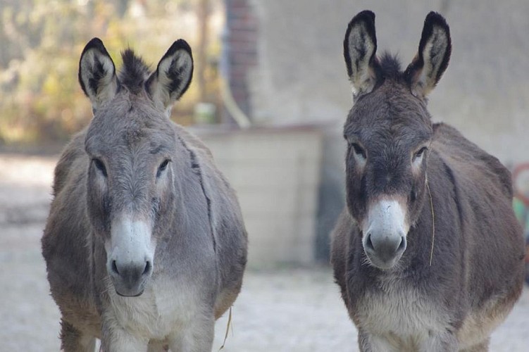La ferme Coqalane - ânes
