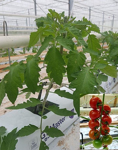 Les jard'ins de Saint Vincent