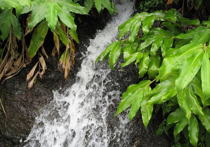 Randonnée dans la Vallée des Mimosas (Maroços) – Au départ de Funchal