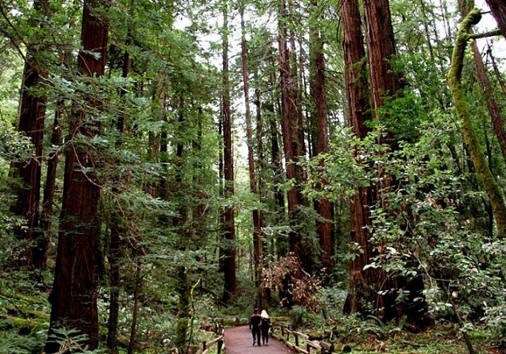 Excursion d'une demi-journée à Muir Woods et Sausalito – Au départ de San Francisco