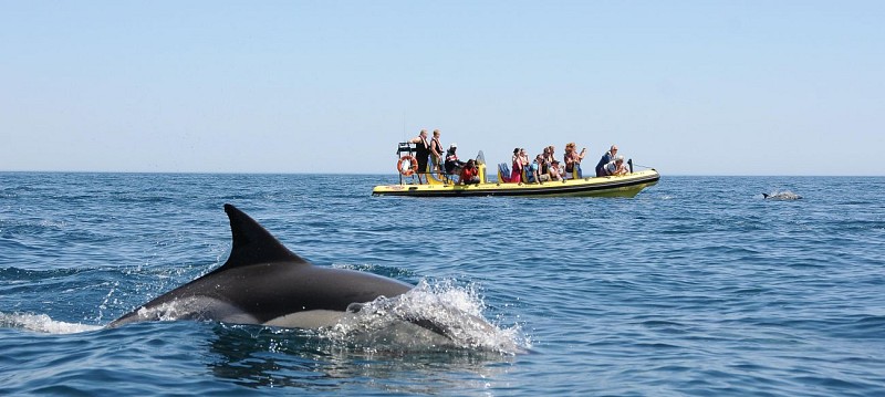 Zodiac boat cruise on the Algarve coast with cave visits and dolphin observation - Albufeira