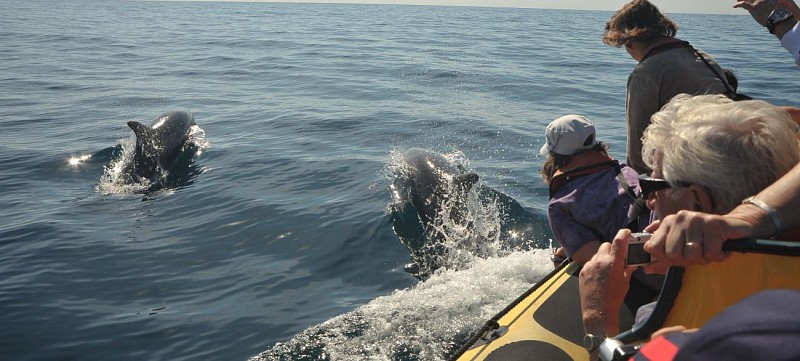 Croisière en zodiac sur la côte de l’Algarve avec observation de grottes et dauphins – Albufeira