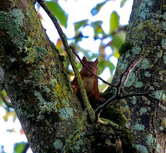 GÎTE "LA PETITE COUANNIÈRE"
