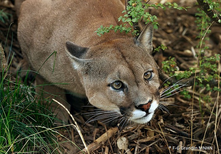 Fast-track ticket to the Zoological Park de Paris (Vincennes Zoo)