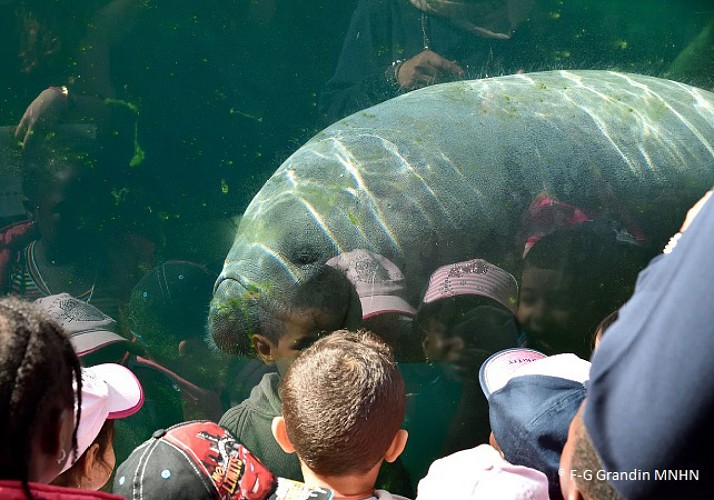 Fast-track ticket to the Zoological Park de Paris (Vincennes Zoo)