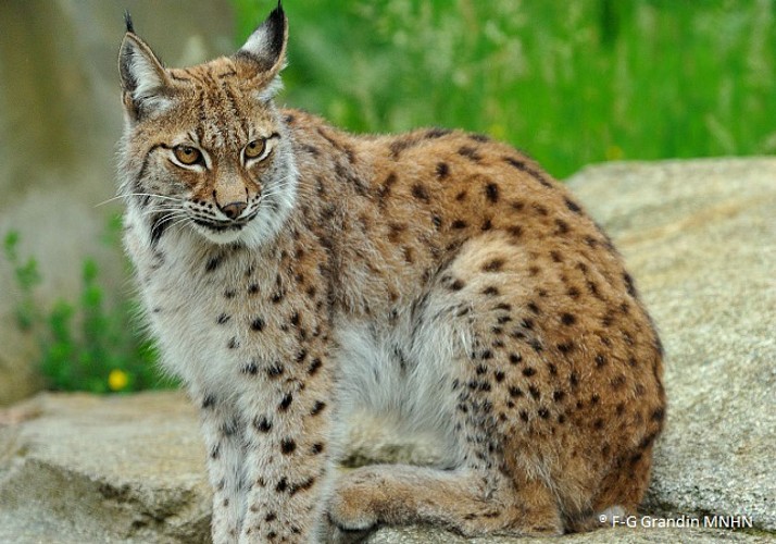 Fast-track ticket to the Zoological Park de Paris (Vincennes Zoo)