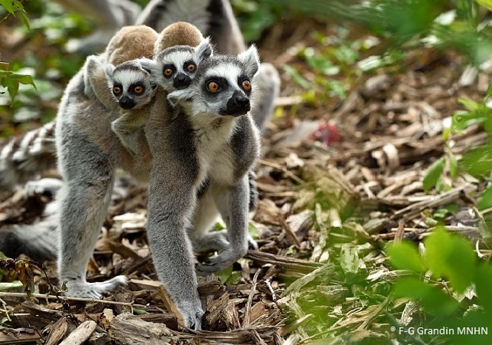 Fast-track ticket to the Zoological Park de Paris (Vincennes Zoo)