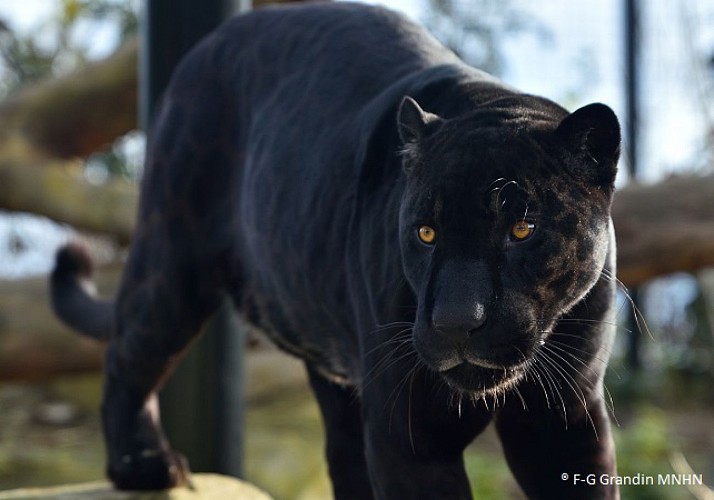 Fast-track ticket to the Zoological Park de Paris (Vincennes Zoo)