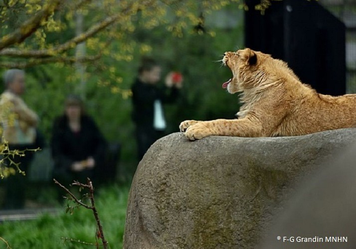 Billet coupe-file Parc Zoologique de Paris (Zoo de Vincennes)