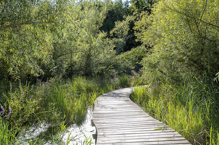 Le-Marais-des-Rinceaux-Valencisse