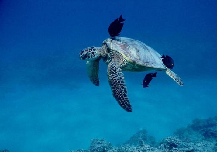 Croisière avec observation de dauphins, nage avec les tortues – Kona, Big Island (Hawaï)