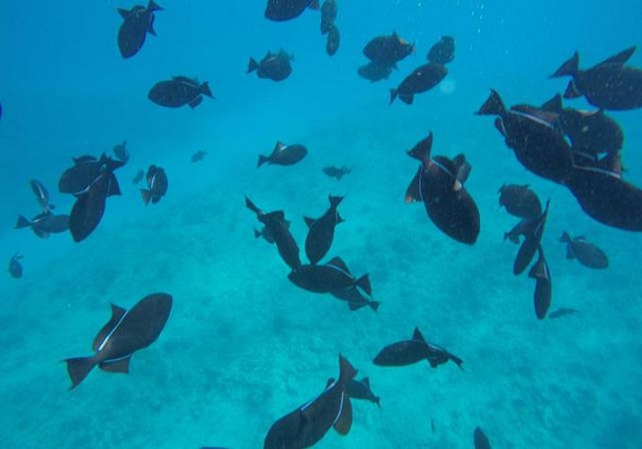 Croisière avec observation de dauphins, nage avec les tortues – Kona, Big Island (Hawaï)