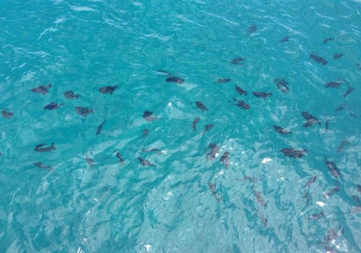 Catamaran cruise and snorkielling with mask and snorkel - Waianae, Oahu