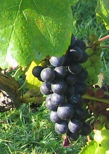 Les vins du domaine "Li Bètch-aus-Rotches"