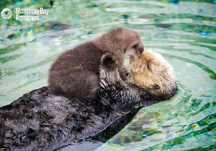 Billet coupe-file pour le Monterey Bay Aquarium - A 2h au sud de San Francisco