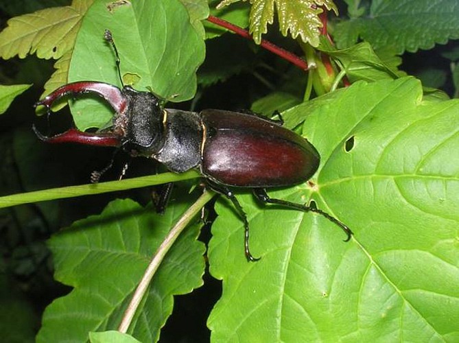 Chênes remarquables et insectes du bois 