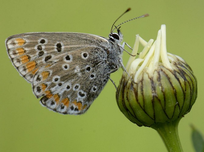 ASSOCIATION HIRONDELLE