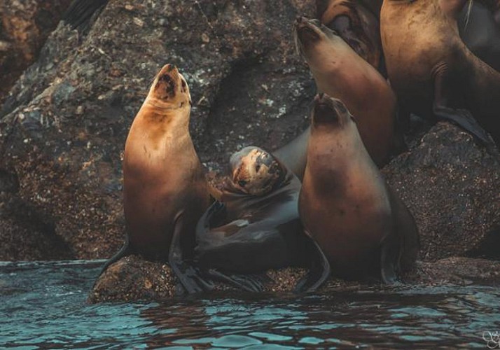 Whale Watching Cruise in Monterey