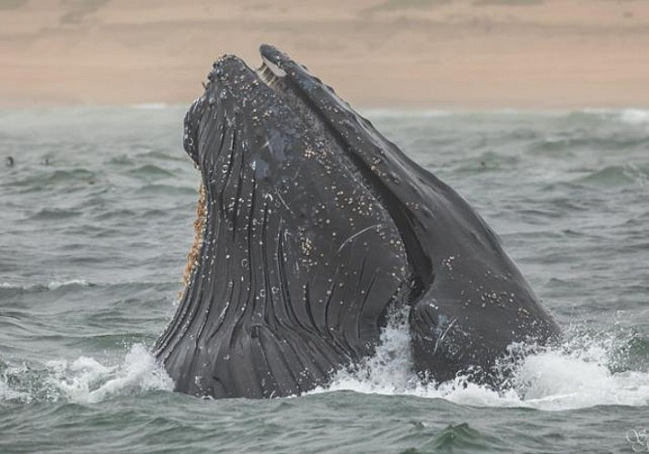 Whale Watching Cruise in Monterey