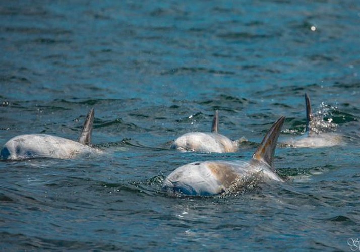 Croisière d'observation de baleines à Monterey