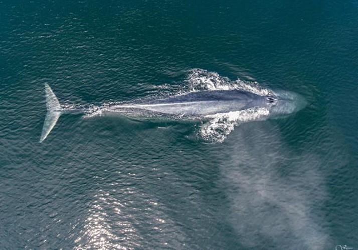 Croisière d'observation de baleines à Monterey