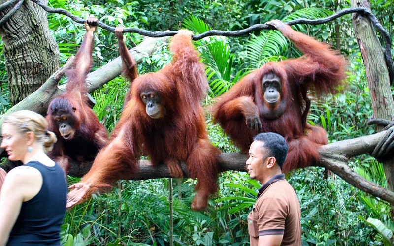 Singapore Zoo + Breakfast with Orangutans