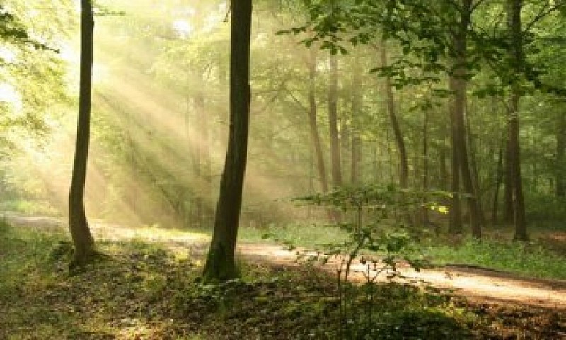 Forêt de Raismes-Saint-Amand-Wallers