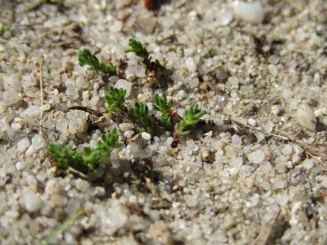 Ces petites plantes au milieu du chemin