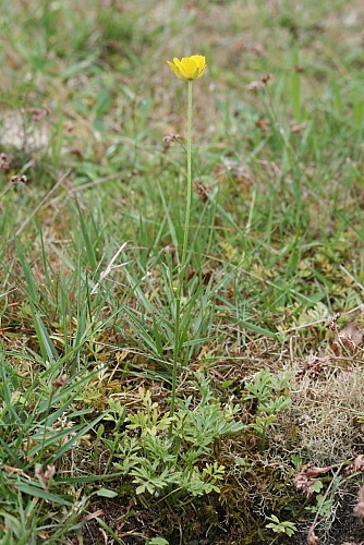 Ces petites plantes au milieu du chemin