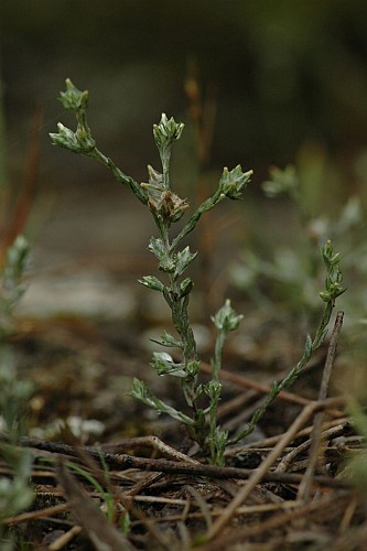 Ces petites plantes au milieu du chemin