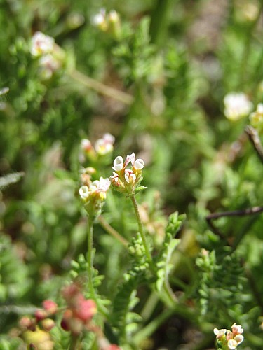 Ces petites plantes au milieu du chemin